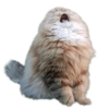 Gatos sad 2 14