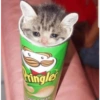 Gatitos tristes 26