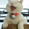 Solo gatos 29
