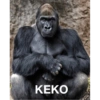 Gorilla 6