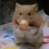 Hamster Reacciones🐁💕 17