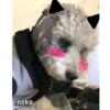Ody miau miau  11