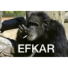 Goril 8