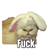 Gatos Sad 24