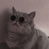 Conteúdo Aleatório De Gato 7
