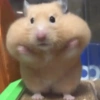 Hamster Reacciones🐁💕 8