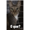 Pudim em grupos😂 11