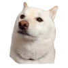 🐱🐾🐶 irl pets l 🐶🐾🐱 12