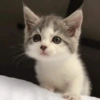 Милый котенок 18