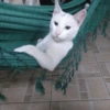 ❣️🐱Michito reacciones🐱❣️ 8