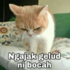Ngajak gelud
ni bocah