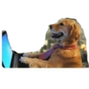 Perritos mal recortados 21