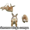 ámonos alvga compa