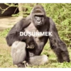 Gorilla 5
