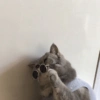 Conteúdo Aleatório De Gato 30