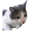 Gatos Sad 6