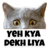 Funny Cats 15