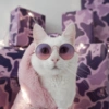 Conteúdo Aleatório De Gato 25