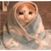 Kucing kucing 15