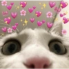 Kucing kucing 20