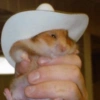 🐹 HAMSTERCITOS 🐹 15