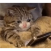 Плачущие кошки 10
