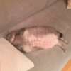 ANIMALES DIVERTIDOS 8