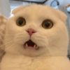Meow Pi Miew 6