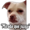 Memes de Perros 2🐶😂 15