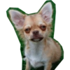 Perritos mal recortados 13