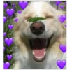 Doggo hearts 9