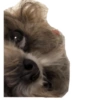 🐱🐾🐶 irl pets l 🐶🐾🐱 8