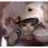 Плачущие кошки 22
