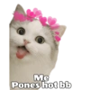 Michis hot 14