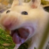 🐹 HAMSTERCITOS 🐹 10