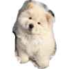 Perritos mal recortados 26
