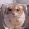 🐹 HAMSTERCITOS 🐹 6