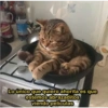 Solo gatos 16