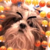 🐱🐾🐶 irl pets l 🐶🐾🐱 28