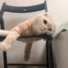 Kucing kucing 9