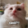 Yukki - kucing tengil pt.1 6