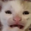 ❣️🐱Michito reacciones🐱❣️ 5