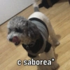 Ody miau miau  19