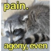 🐼🗑🦝 Raccoons l 🦝 🗑 🐼  15