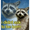 🐼🗑🦝 Raccoons l 🦝 🗑 🐼  11