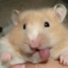 Hamster Reacciones🐁💕 12