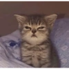Gatitos 😈 11