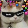 Gatos 7