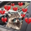 🐼🗑🦝 Raccoons l 🦝 🗑 🐼  26