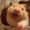 Hamster Reacciones🐁💕 15